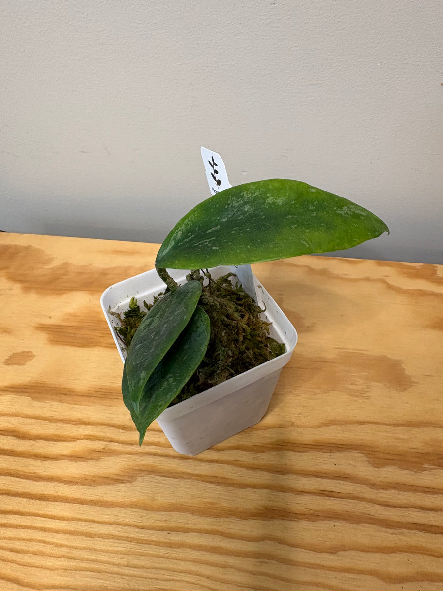 23. Hoya Ally (Memoria x IR26) – Planthaven Toronto