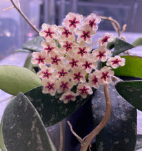 Load image into Gallery viewer, Hoya Flagellata Splash