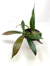 Load image into Gallery viewer, Hoya Pubicalyx