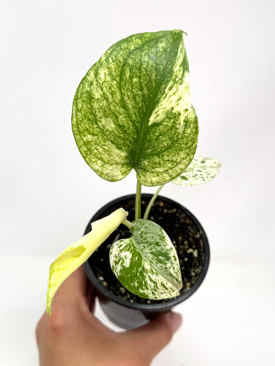 【希少】Monstera deliciosa mint variegata Monstera Deliciosa Mint Variegated – Giant Tropical Nursery