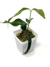 Load image into Gallery viewer, Hoya Cystiantha Splash