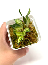 Load image into Gallery viewer, Hoya Lacunosa Tricolor ‘Bruno’