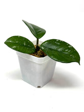Load image into Gallery viewer, Hoya Carnosa ‘Oval Splash’
