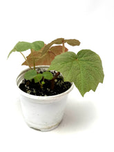 Load image into Gallery viewer, Begonia Boomer