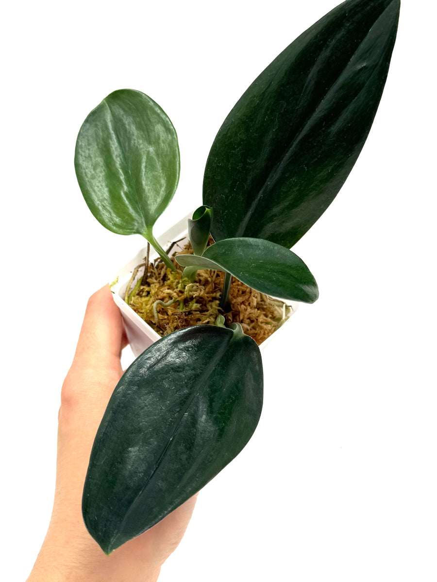Scindapsus Treubii Dark Form – Planthaven Toronto