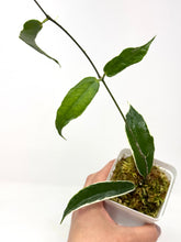 Load image into Gallery viewer, Hoya Kenejiana Albo Variegated