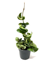 Load image into Gallery viewer, Hoya Carnosa Compacta