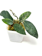 Load image into Gallery viewer, Hoya Flagellata Splash