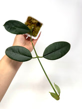 Load image into Gallery viewer, Hoya Hamiltoniorum