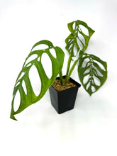 Load image into Gallery viewer, Monstera Esqueleto