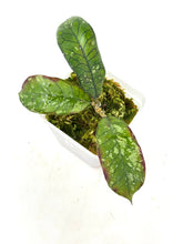 Load image into Gallery viewer, Hoya Gunung Gading Silver Ghost B