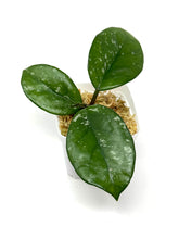 Load image into Gallery viewer, Hoya Carnosa ‘Oval Splash’