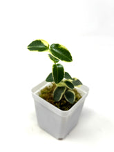 Load image into Gallery viewer, Hoya Cumingiana Margin Variegated