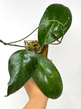 Load image into Gallery viewer, Hoya Irina (Finlaysonii x Meredithii)
