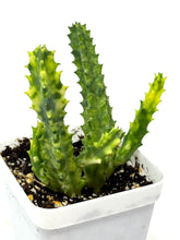 Load image into Gallery viewer, Stapelia Orbea Variegated (Ships within Canada only)