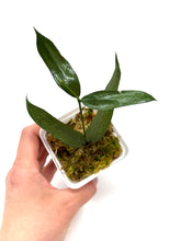Load image into Gallery viewer, Hoya Pandurata Silver