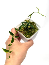 Load image into Gallery viewer, Hoya Bella Albo Variegated