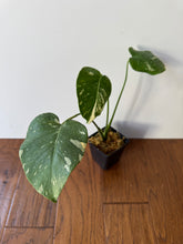 Load image into Gallery viewer, Monstera ‘Thai Constellation’ 6"
