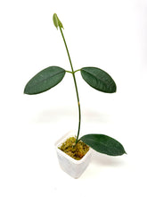 Load image into Gallery viewer, Hoya Hamiltoniorum