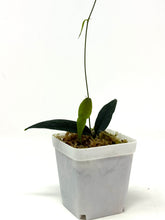 Load image into Gallery viewer, Hoya Paradisea (IM04)