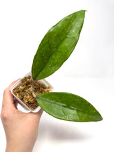 Load image into Gallery viewer, Hoya Finlaysonii ‘Philip’