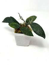 Load image into Gallery viewer, Hoya Flagellata Splash