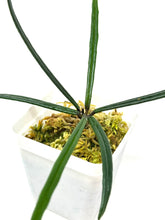Load image into Gallery viewer, Hoya Insularis