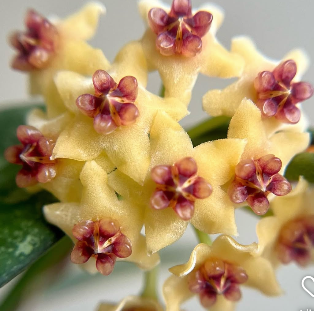 Hoya Pandurata Silver – Planthaven Toronto Hoya Pandurata Silver – Planthaven Toronto