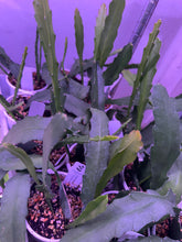 Load image into Gallery viewer, Epiphyllum ‘Orchid Cactus’ (Ships within Canada only) Pink Flower