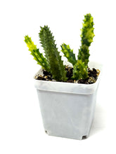 Load image into Gallery viewer, Stapelia Orbea Variegated (Ships within Canada only)
