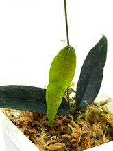 Load image into Gallery viewer, Hoya Paradisea (IM04)