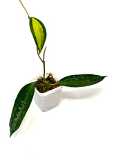 Load image into Gallery viewer, Hoya Macrophylla ‘Pot of Gold’