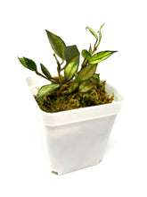 Load image into Gallery viewer, Hoya Lacunosa Tricolor ‘Bruno’