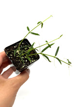 Load image into Gallery viewer, Hoya Linearis