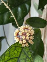 Load image into Gallery viewer, Hoya Ann