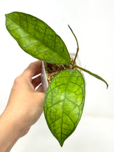 Load image into Gallery viewer, Hoya Ann