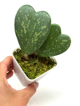 Load image into Gallery viewer, Hoya Kerrii Splash