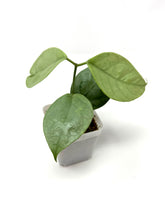 Load image into Gallery viewer, Hoya Coriacea Silver