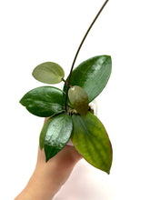 Load image into Gallery viewer, Hoya Pottsii