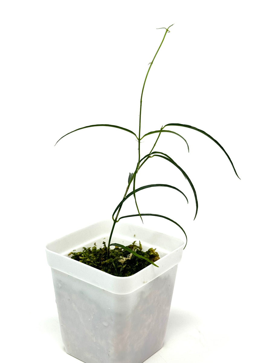 Hoya stenophylla 　プラグ苗 CC12A74D-5CC3-46A6-9B44-