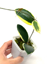 Load image into Gallery viewer, Hoya Acuta Albo Variegated