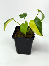Load image into Gallery viewer, Homalomena Rubescens Variegated C