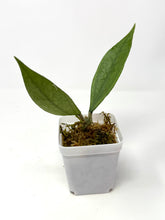 Load image into Gallery viewer, Hoya Germany Silver
