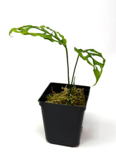 Load image into Gallery viewer, Monstera Obliqua