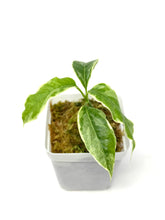 Load image into Gallery viewer, Hoya Multiflora White Margins Variegated