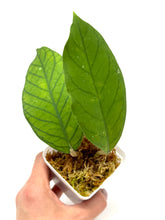 Load image into Gallery viewer, Hoya Meredithii