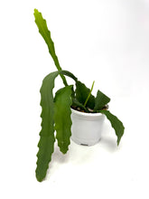 Load image into Gallery viewer, Epiphyllum ‘Orchid Cactus’ (Ships within Canada only) Pink Flower