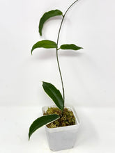 Load image into Gallery viewer, Hoya Kenejiana Albo Variegated