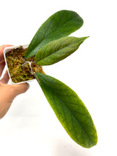 Load image into Gallery viewer, Hoya Vitellinoides