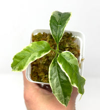 Load image into Gallery viewer, Hoya Multiflora White Margins Variegated